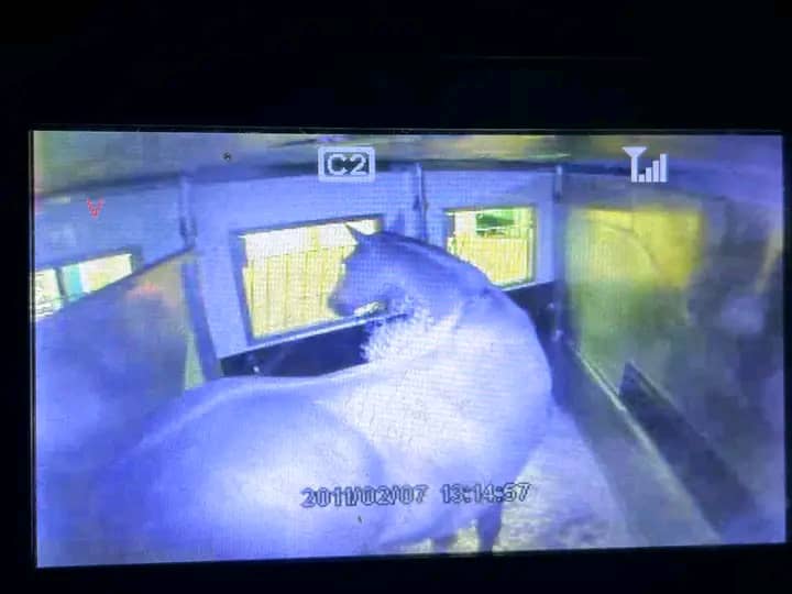 Horse being loaded into a transport vehicle