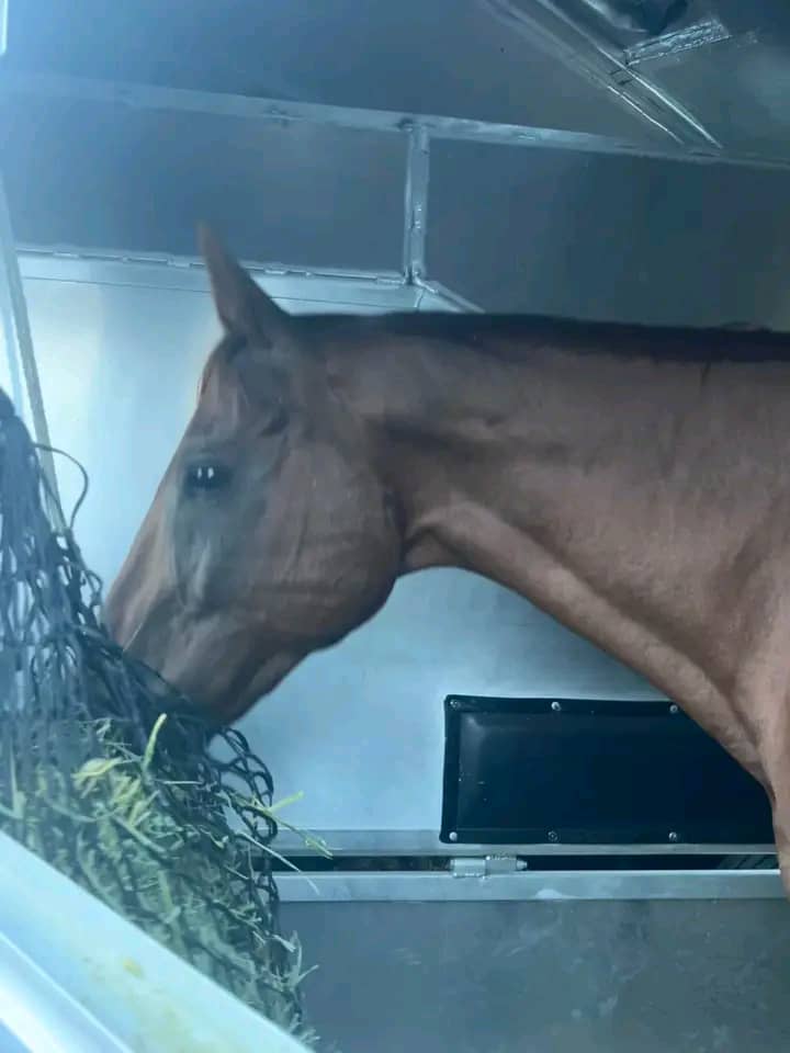 Horse having some snack during transport