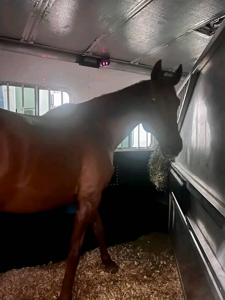 Horse in a zootrek stable