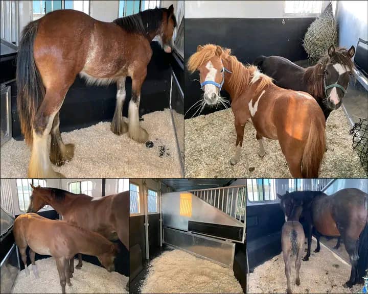 Horses getting ready to be transported across Europe